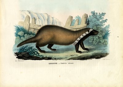 Grison majeur, 1863-79 - Raimundo Petraroja